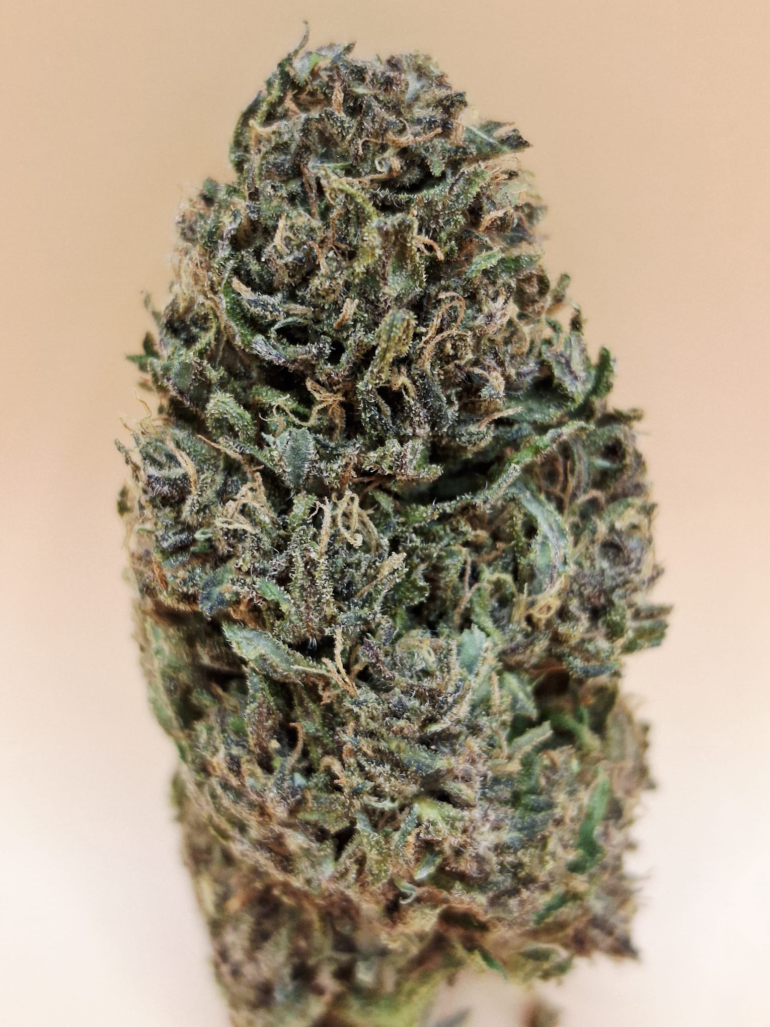 UltraPink Bio 11