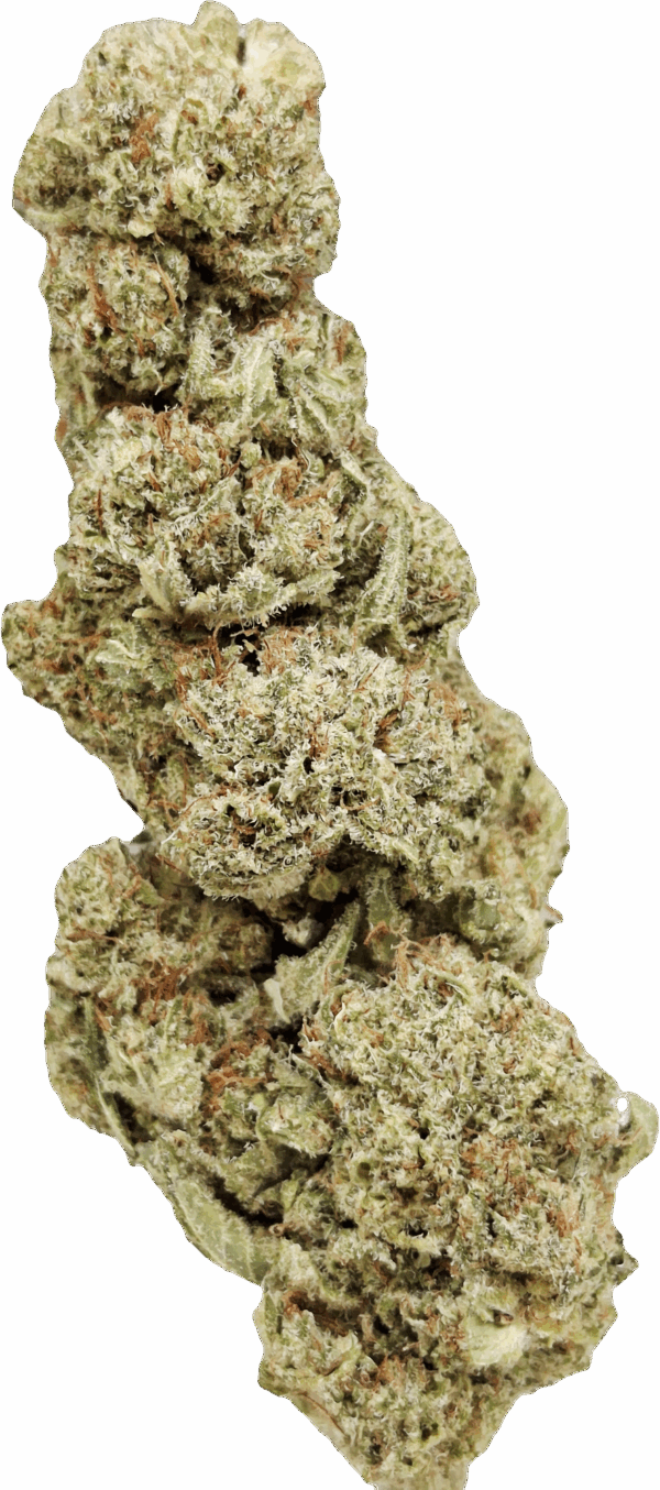 Lemon POP Indoor
