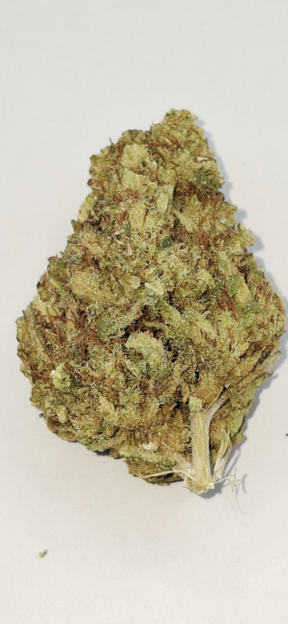 amnésia1Image 2026-03-27 at 09.25.48