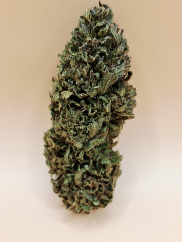 Mazzal Kush Bio11