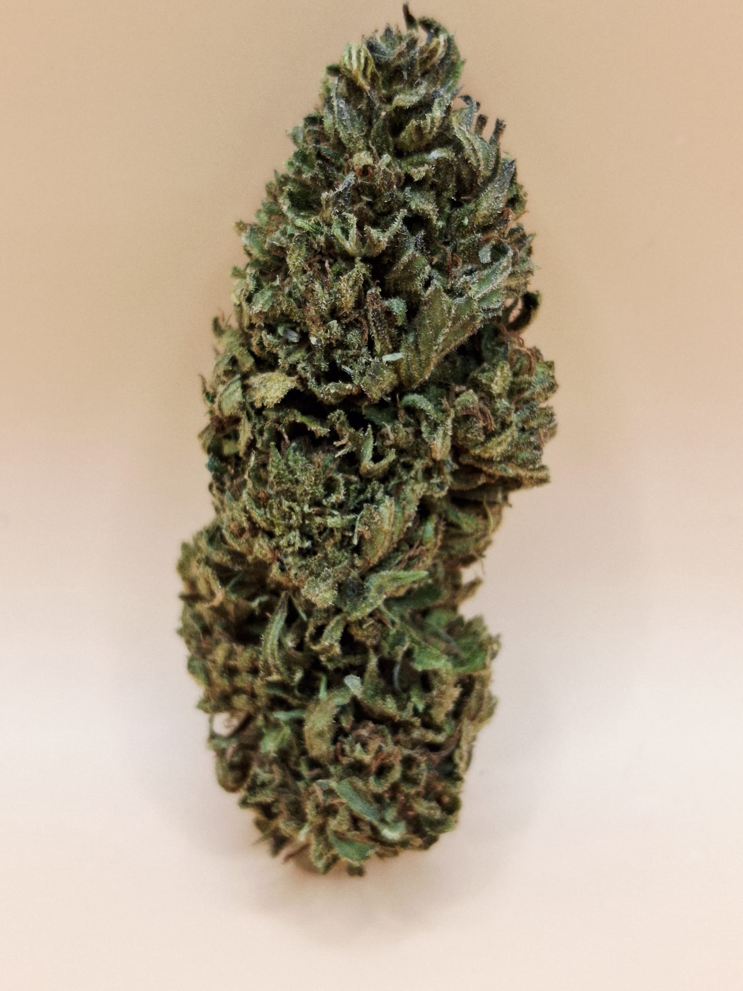 Mazzal Kush Bio11