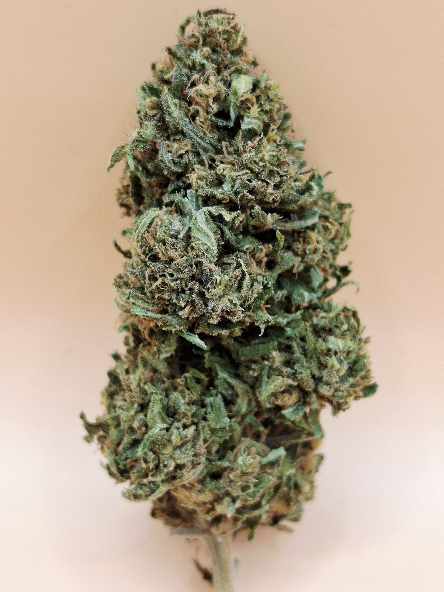 Tropical Green Bio 11