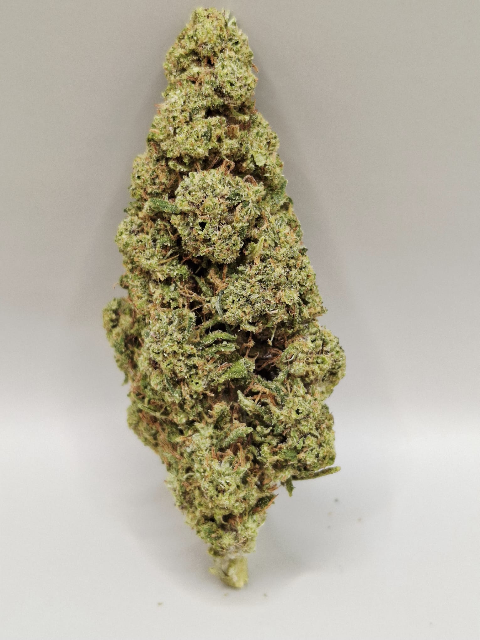 SapphirKush GreenHouse