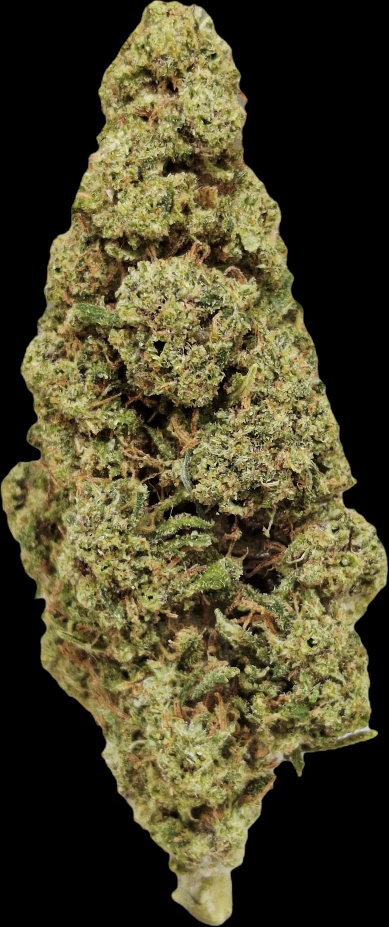 SapphirKushGreenHouse1