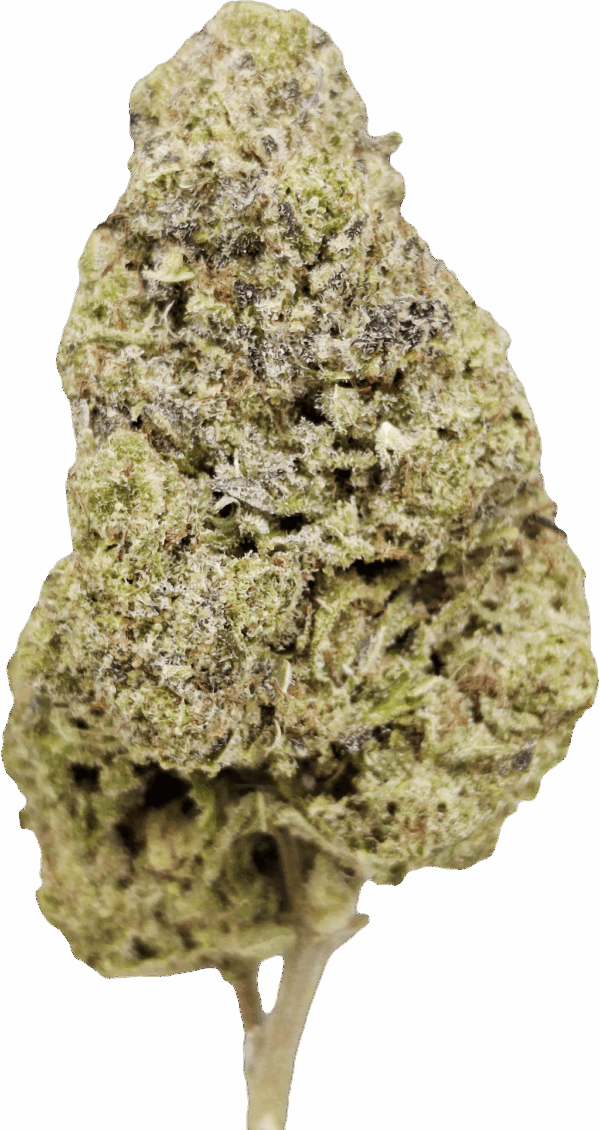 Zushi CBD Indoor – Image 2
